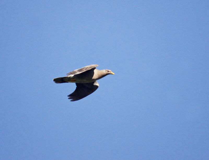 Band-tailed Pigeon