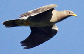 Band-tailed Pigeon