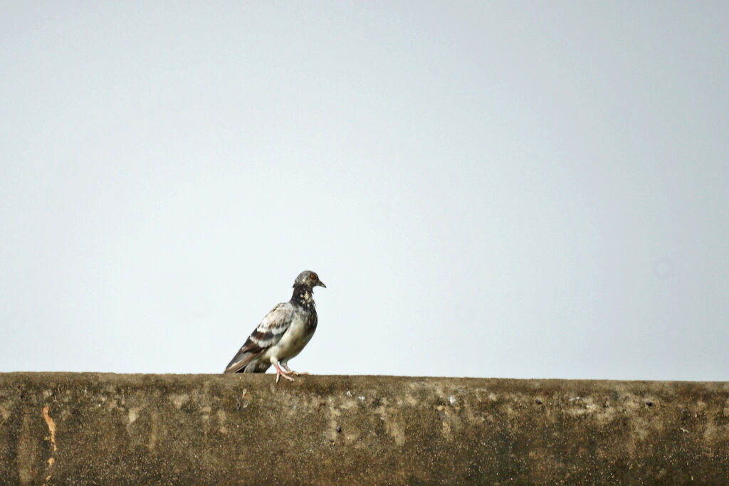 Rock Dove