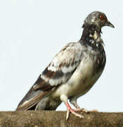 Rock Dove