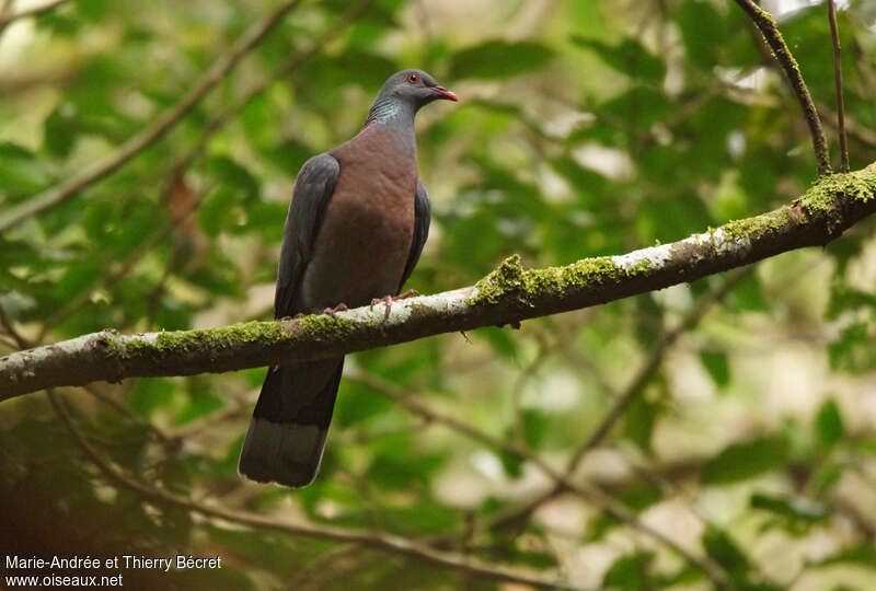 Bolle's Pigeonadult, habitat, pigmentation