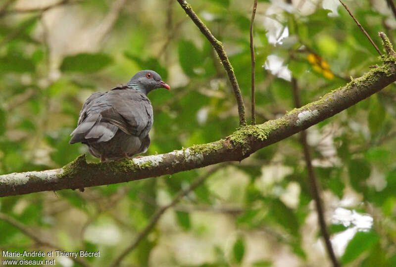 Bolle's Pigeon