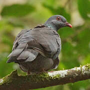 Bolle's Pigeon