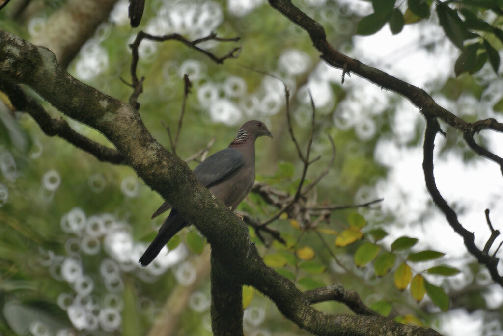 Sri Lanka Wood Pigeon