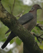 Sri Lanka Wood Pigeon