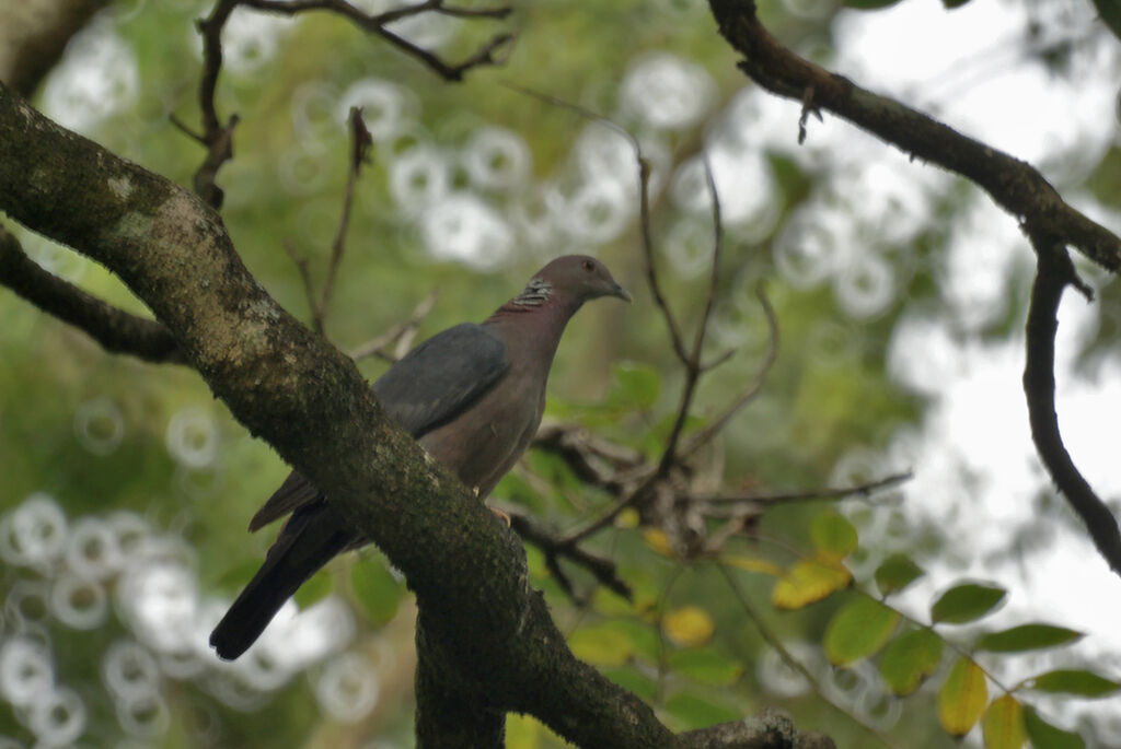 Sri Lanka Wood Pigeon