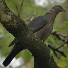 Pigeon de Ceylan