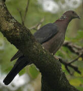 Sri Lanka Wood Pigeon