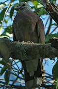 Pigeon de Madagascar