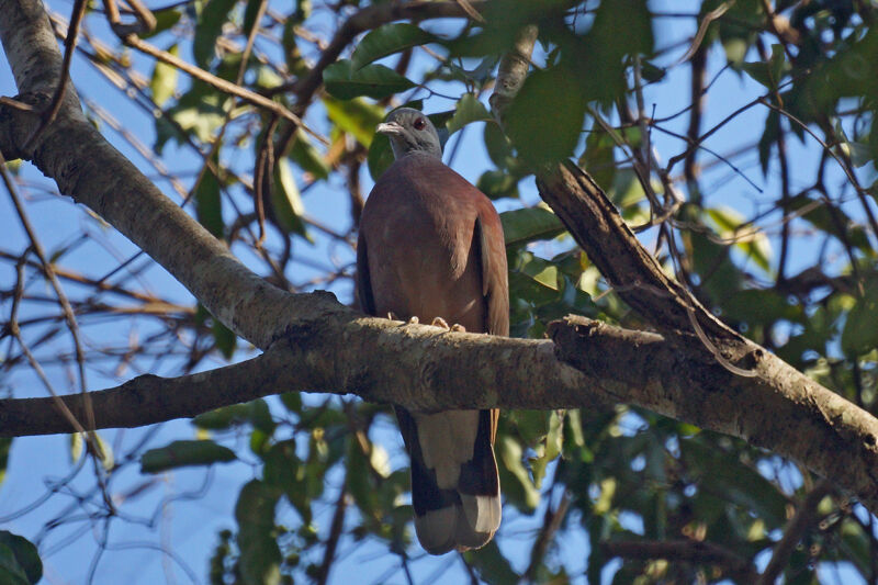 Malagasy Turtle Dove