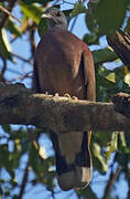 Pigeon de Madagascar