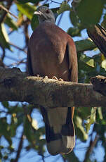 Pigeon de Madagascar