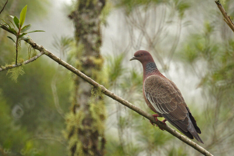 Picazuro Pigeon