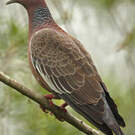 Pigeon picazuro