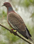 Picazuro Pigeon