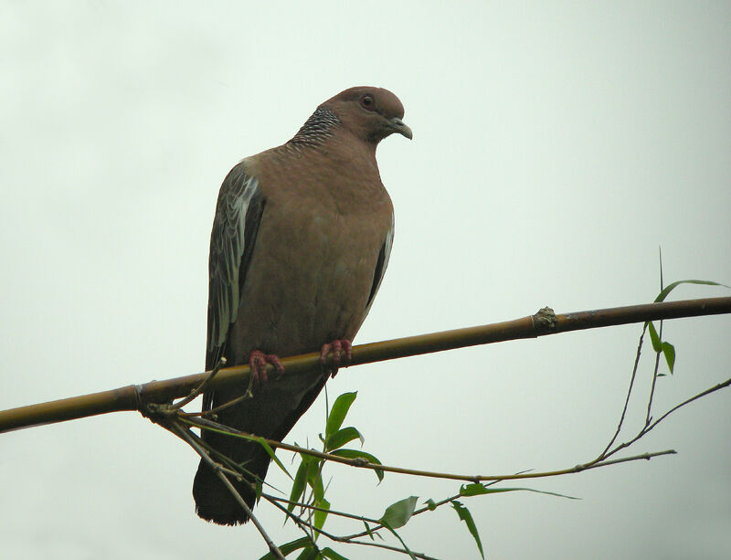 Picazuro Pigeon