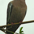 Pigeon picazuro