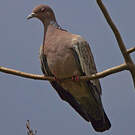 Pigeon picazuro