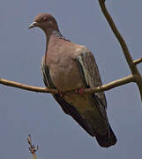 Picazuro Pigeon