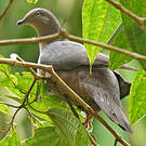 Pigeon plombé