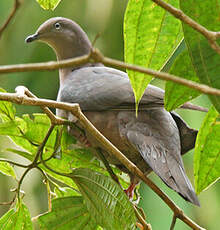 Pigeon plombé