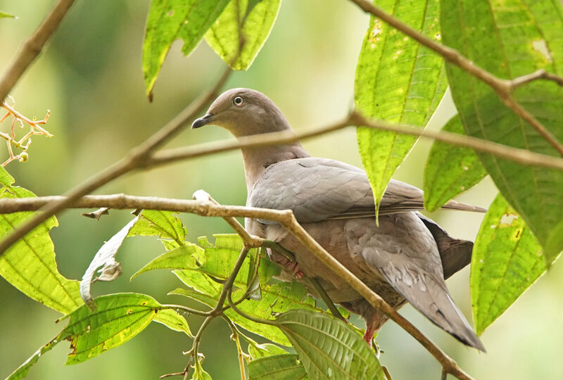 Pigeon plombé