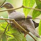 Pigeon plombé
