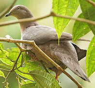 Pigeon plombé