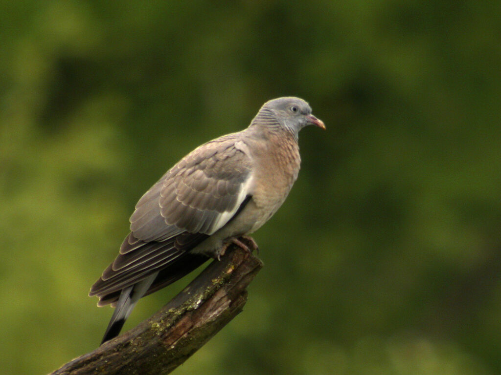 Common Wood Pigeon