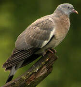 Common Wood Pigeon