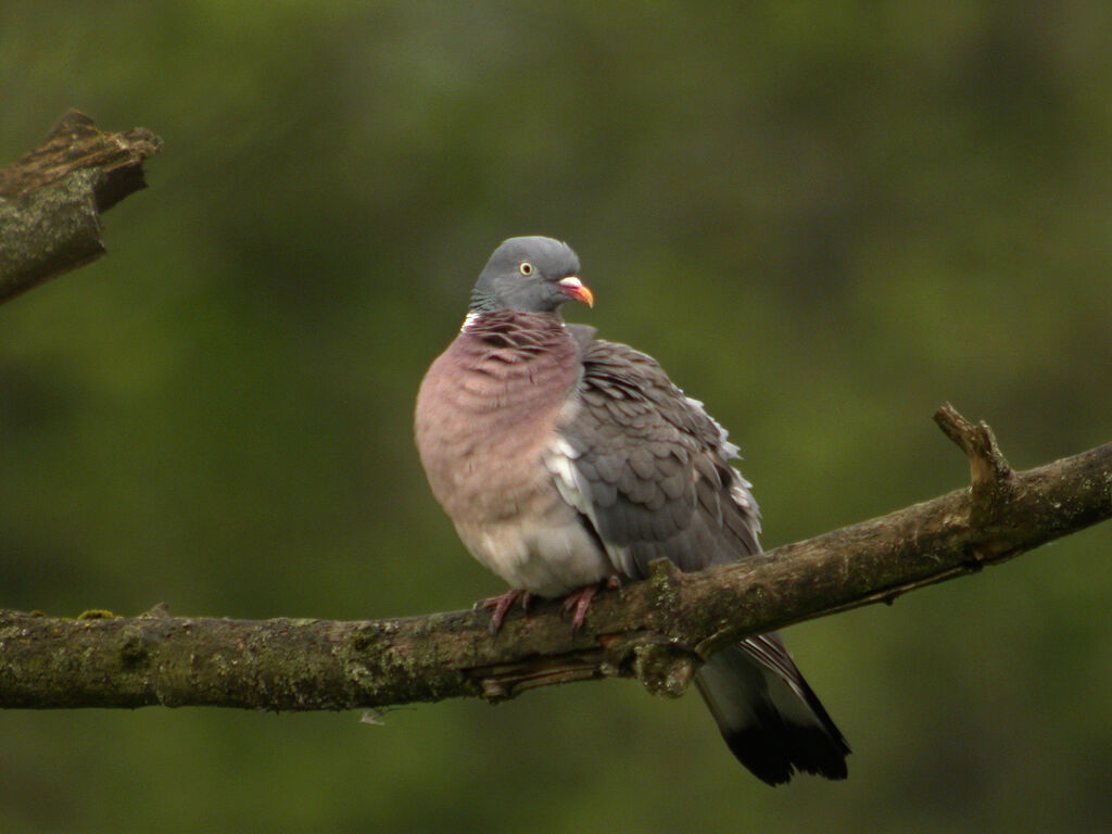 Common Wood Pigeon