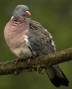 Common Wood Pigeon