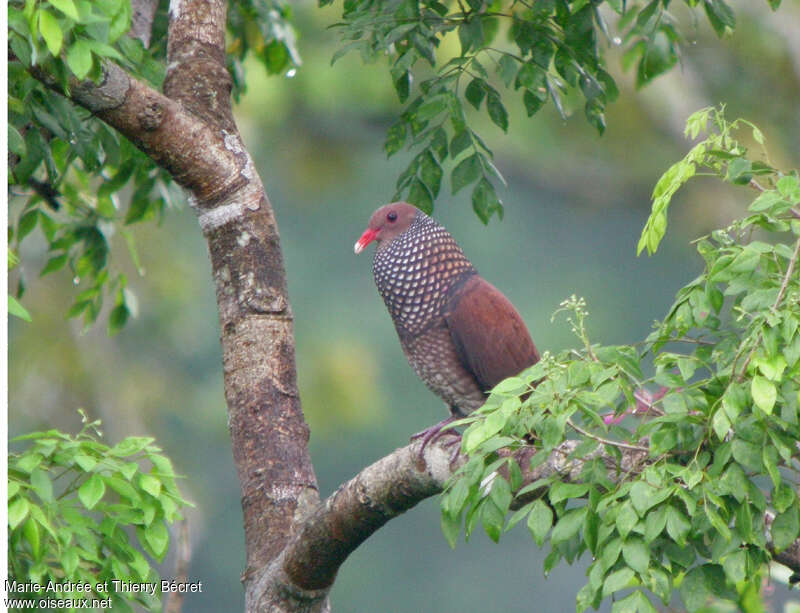 Scaled Pigeon male adult, song