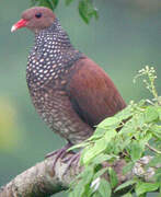 Scaled Pigeon