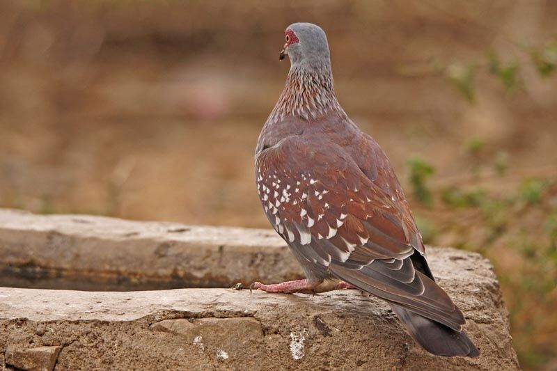 Speckled Pigeon