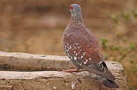 Speckled Pigeon