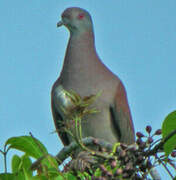 Pigeon rousset