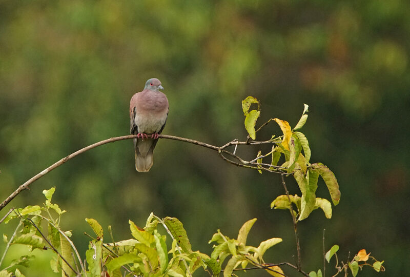 Pale-vented Pigeon