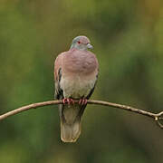 Pigeon rousset