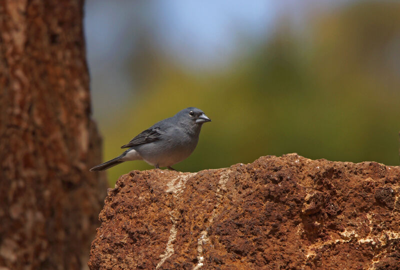 Tenerife Blue Chaffinch male