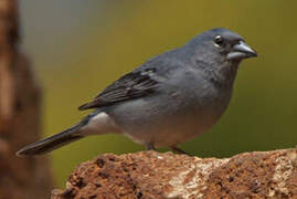 Tenerife Blue Chaffinch