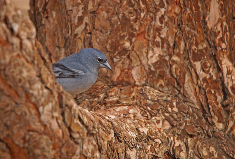 Pinson bleu mâle