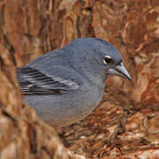 Tenerife Blue Chaffinch