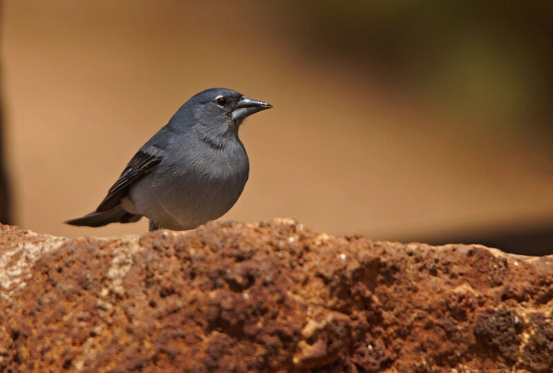 Tenerife Blue Chaffinch male