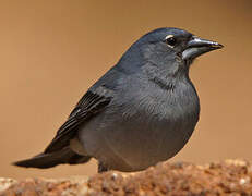 Tenerife Blue Chaffinch