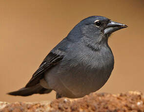 Pinson bleu
