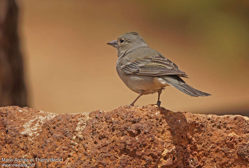 Tenerife Blue Chaffinch female adult, pigmentation