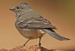 Tenerife Blue Chaffinch