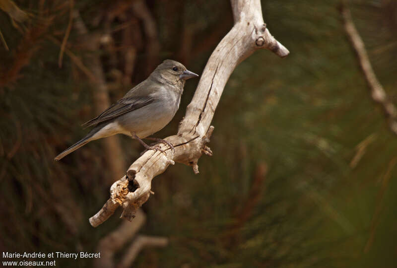 Tenerife Blue Chaffinch female adult, identification