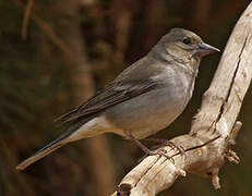 Tenerife Blue Chaffinch